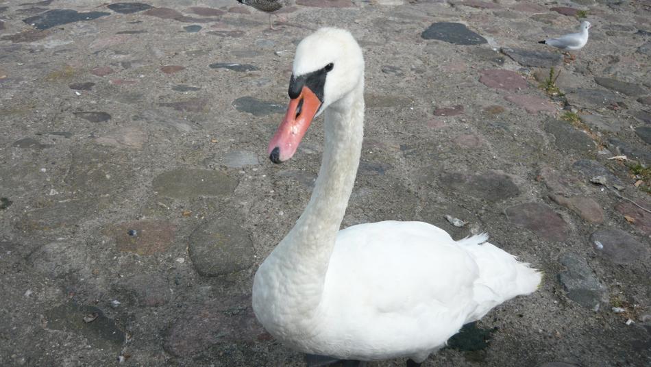 Swan Gdynia