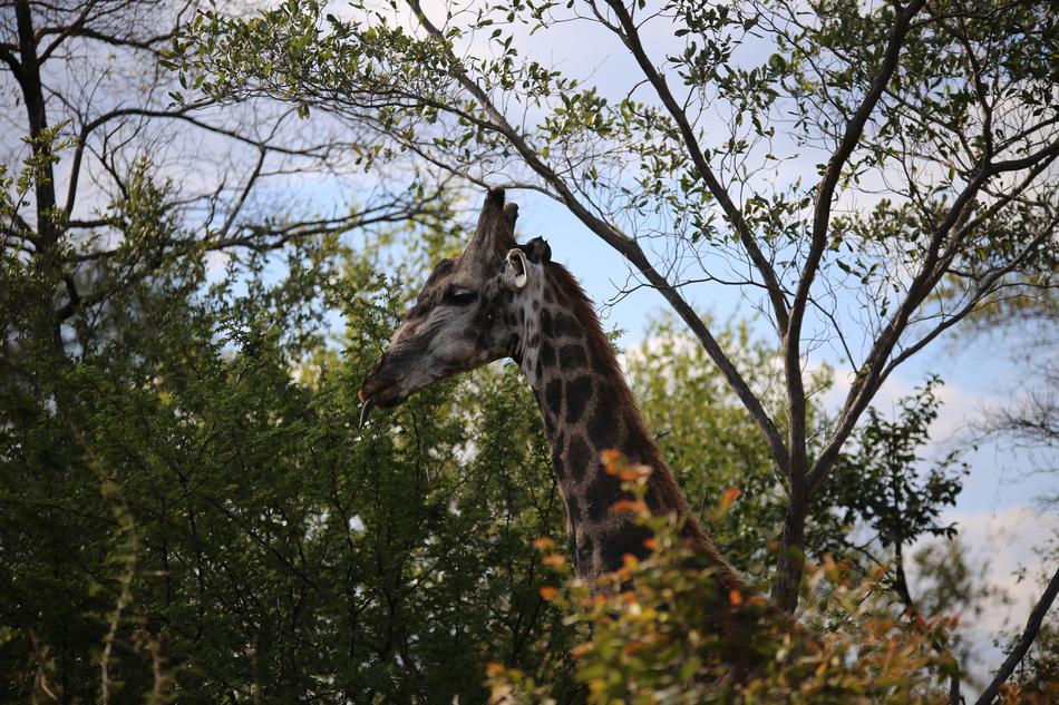 Giraffe Victoria Falls National