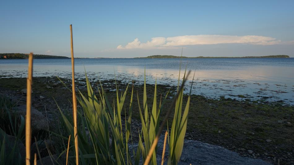 bulrushes near the lake