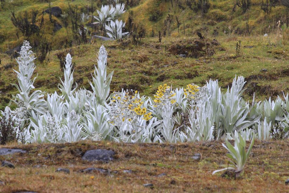 Frailejones Páramo De Chingaza