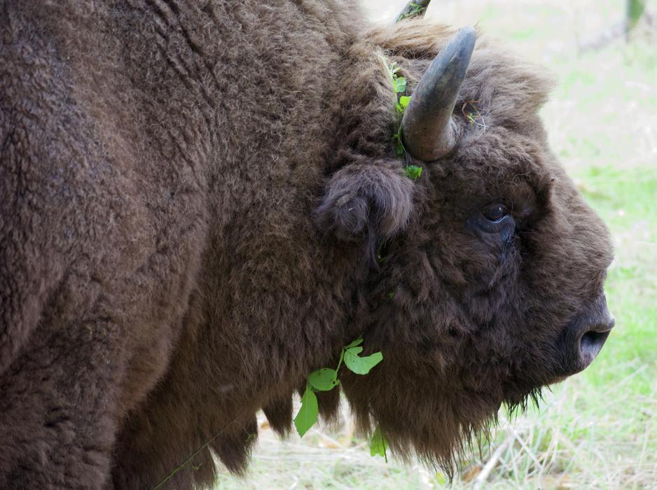 Bison Buffalo Wildwood