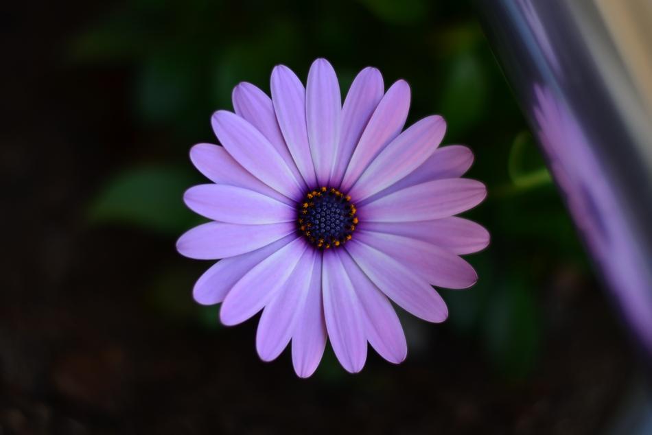 open violet flower bud