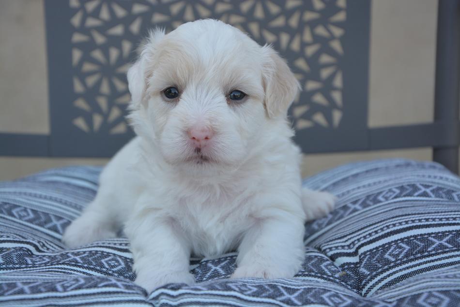 Cotton Tulear Puppy Dog