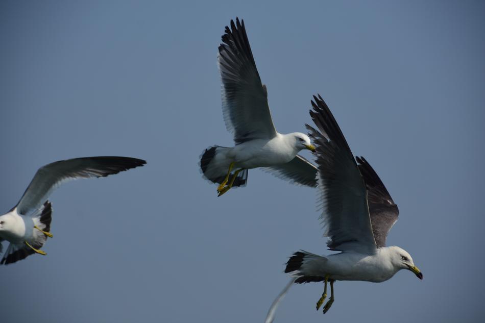 Seagull Emergency Flight
