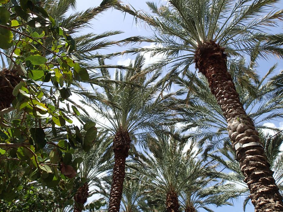Palm Trees Branches
