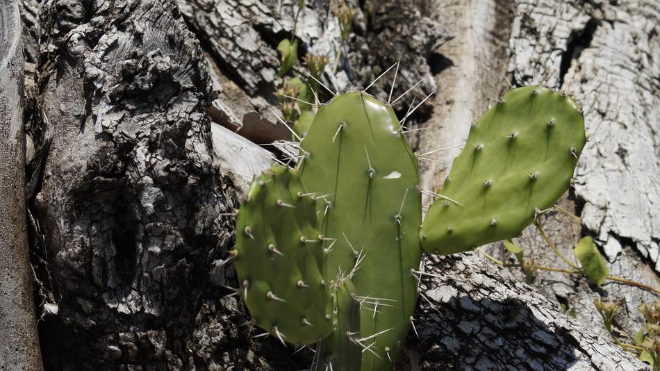 Cactus Green