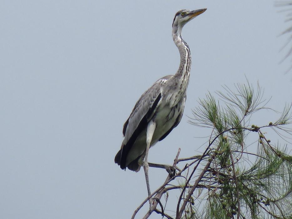 Beautiful and cute grey heron on the branches with green foliage, under the clouds