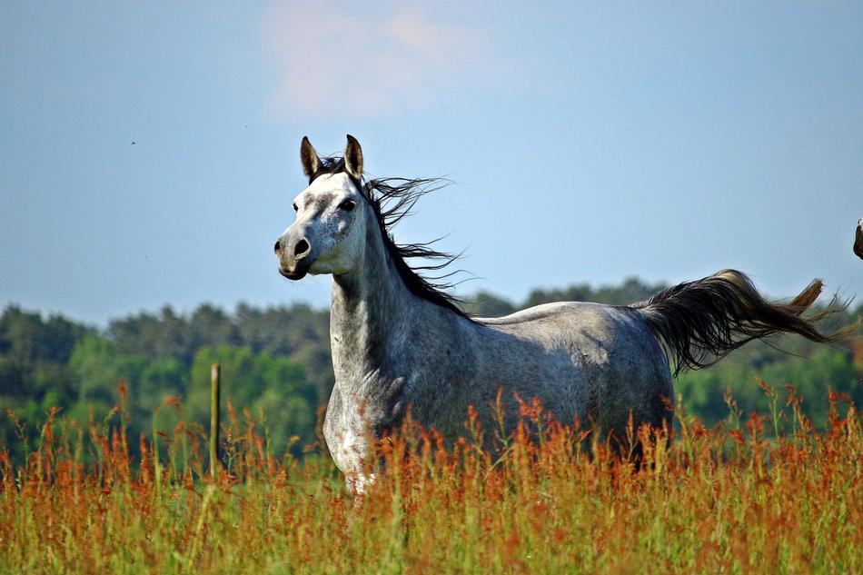 white horse in poppy flowers