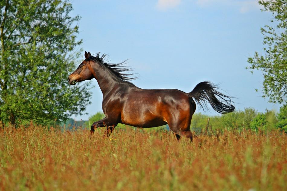 running free horse