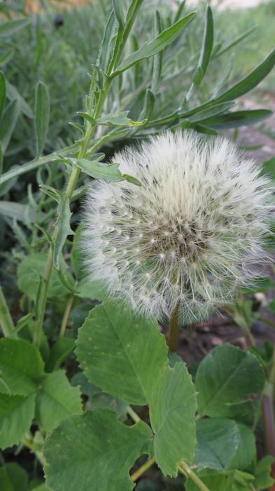 summer dandelion in the garden
