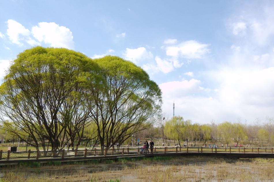 farm field with trees