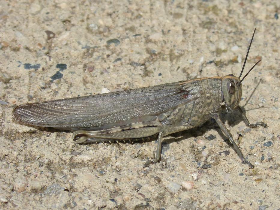 Grasshopper Detail Lobster