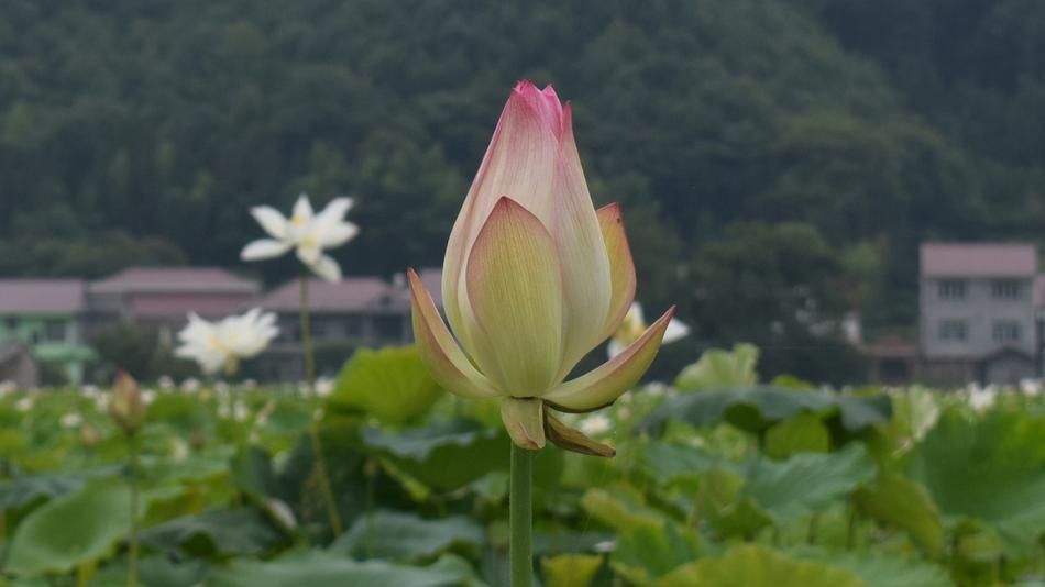 Lotus Pond Country Be