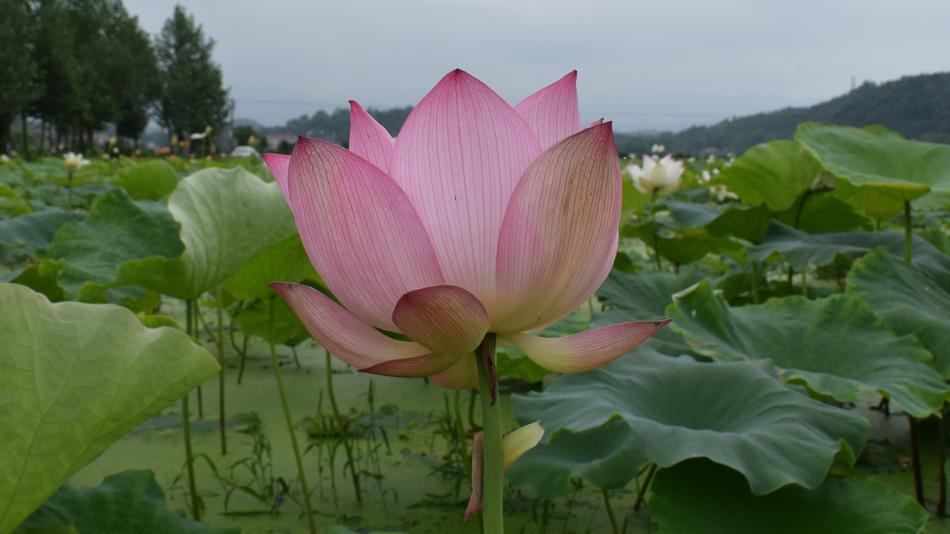 Lotus Pond Country Be