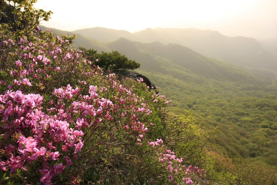 pink flowers in green grass