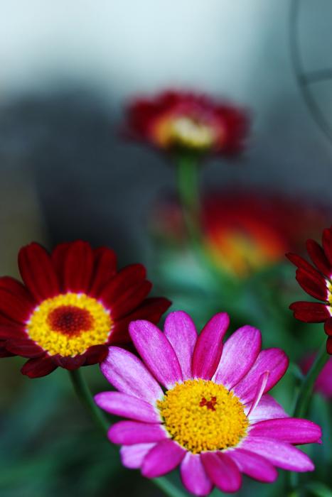 Flowers Summer Garden