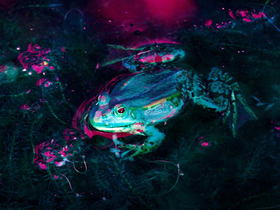 Frog Pond Water Garden