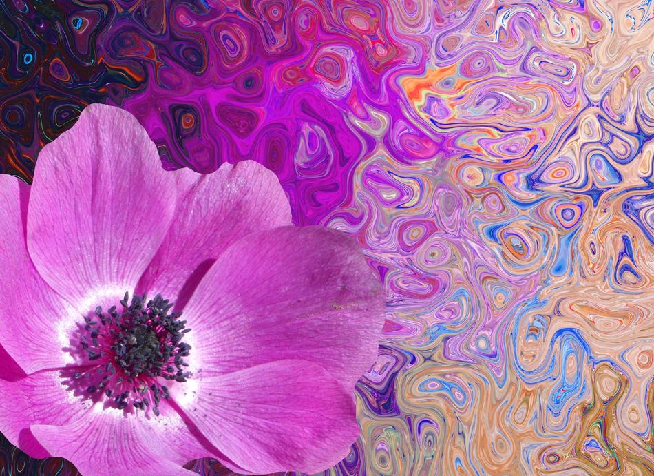 pink flower and colors background