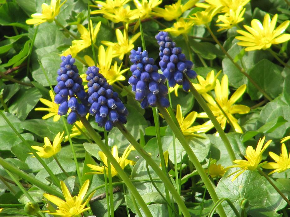Celandine Yellow Blue