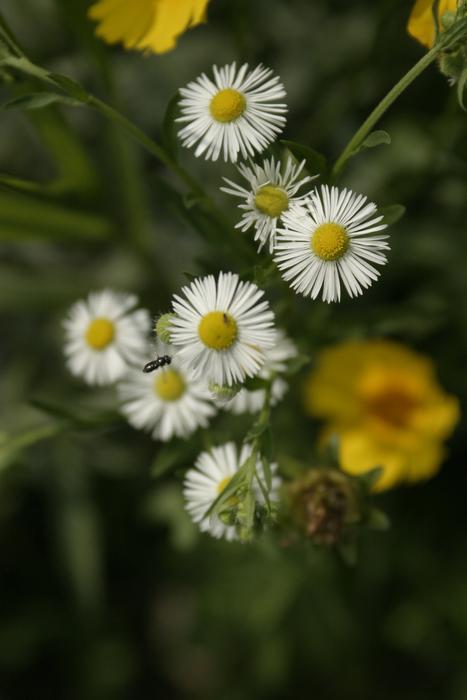 Minutes Flower Flowers White