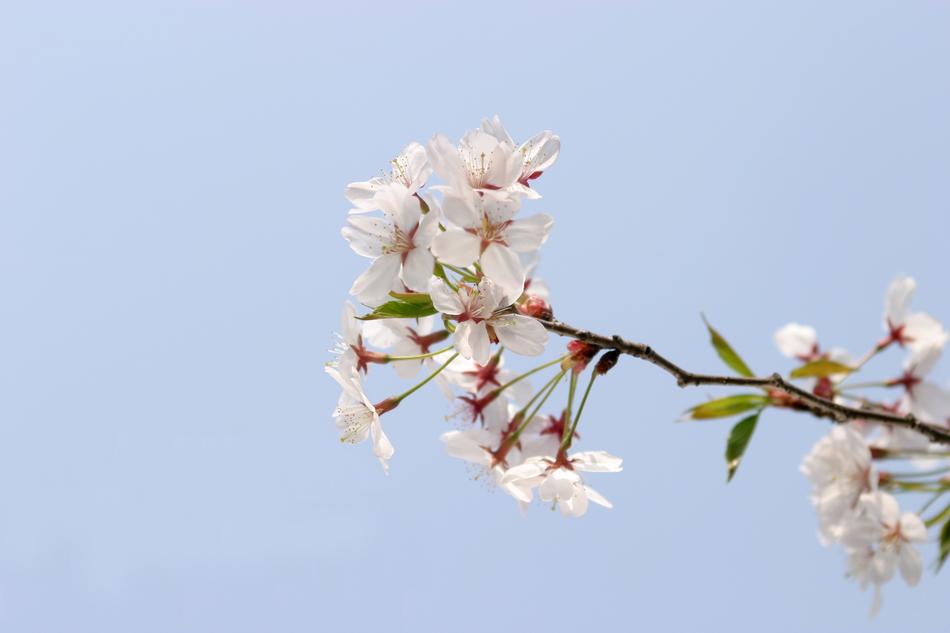 Spring Cherry Blossom