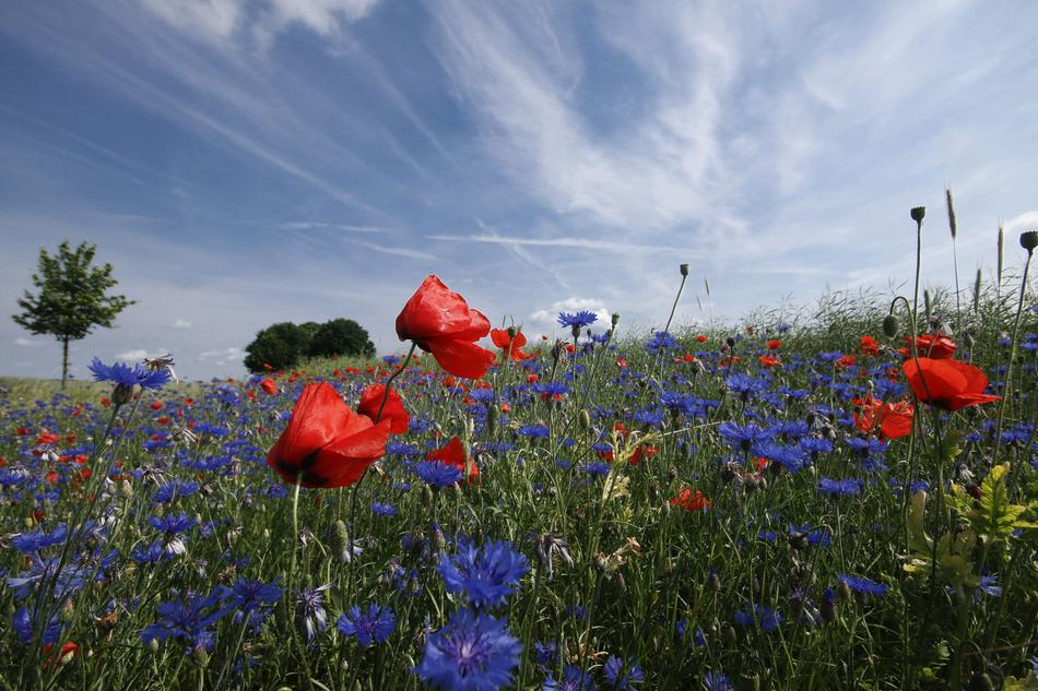 Poppy Cornflower Red