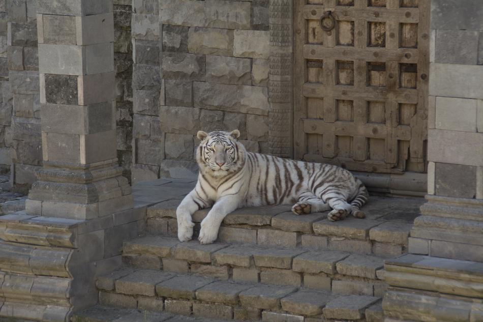 White Tiger Animals