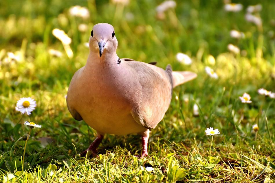 cute Collared Dove on meadow