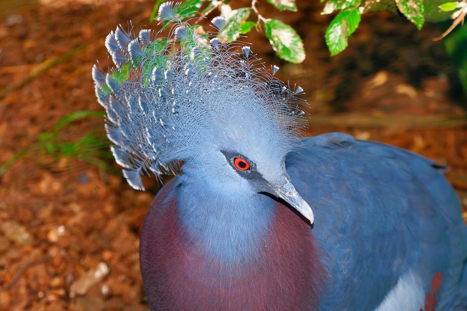 Dove Fan-Deaf Plumage