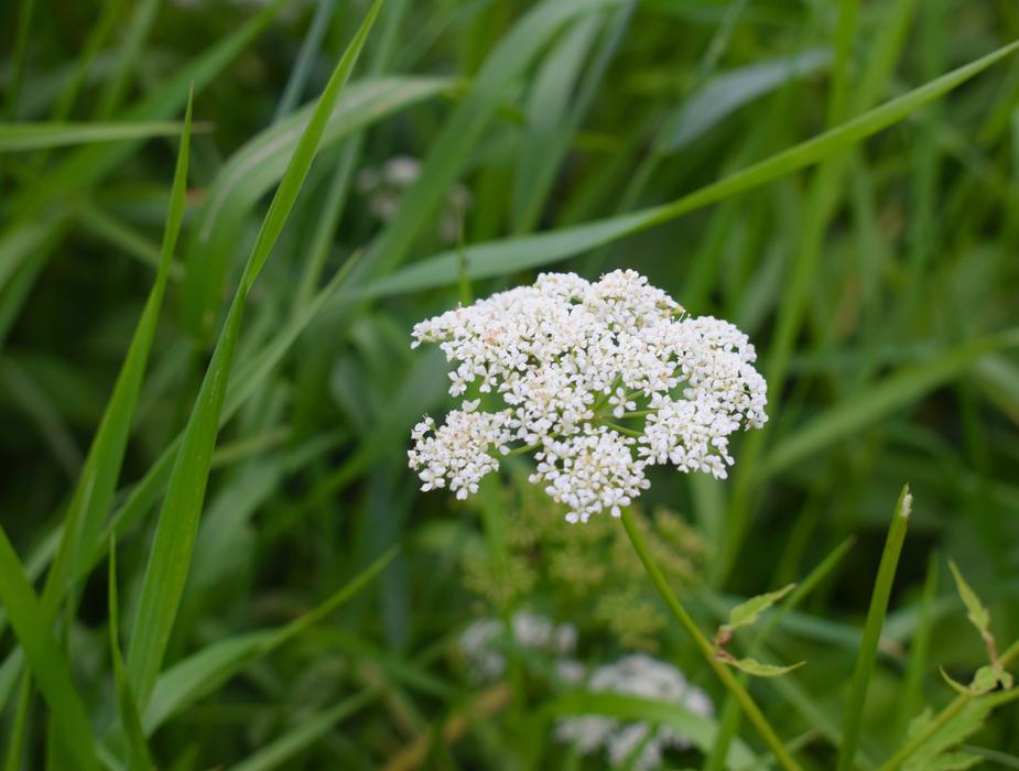 Grass Wildflowers Bright