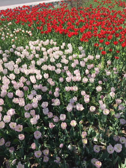 Tulip Flowers