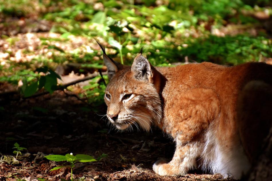 wild lynx in the zoo