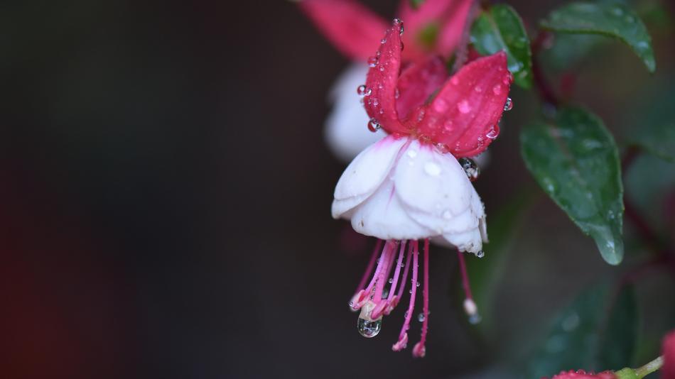 a beautiful flower in the rain