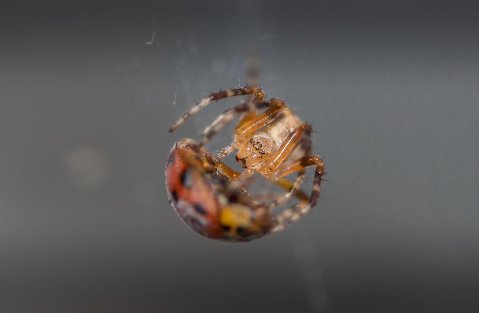 Spider Ladybug