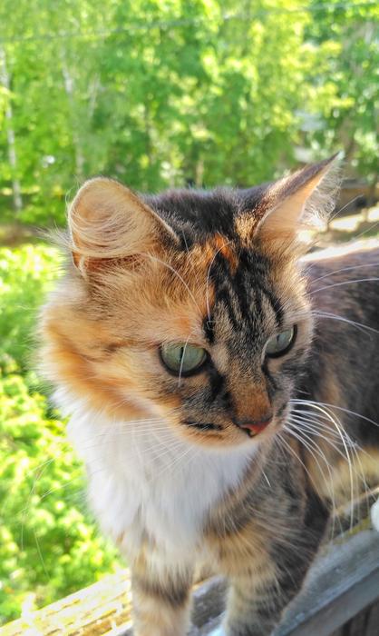 tricolor cat outdoors on the background of trees