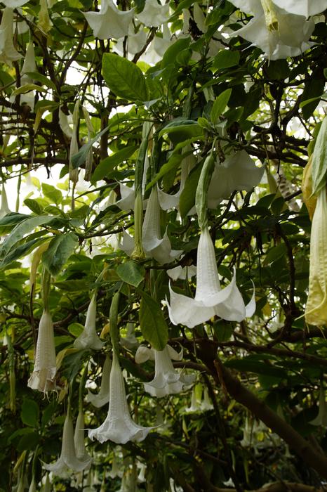 Catalpa Flowers Bloom Bignoniaceae