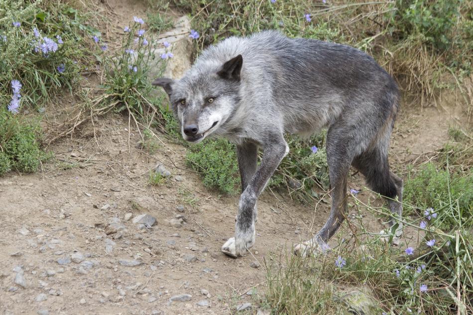 Wolf Predator Pack