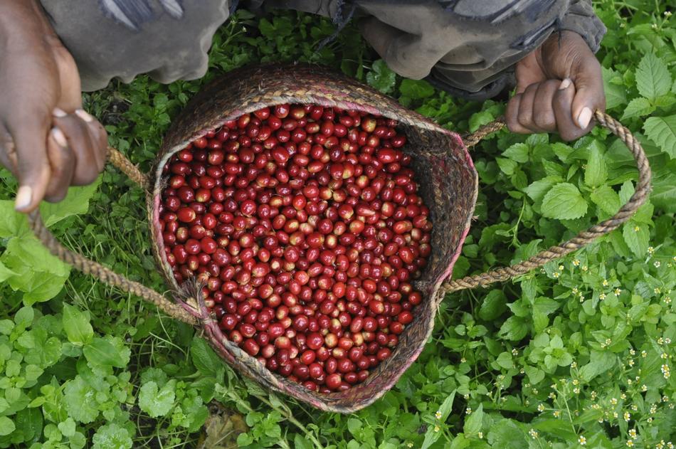 harvest of coffee beans in the bag