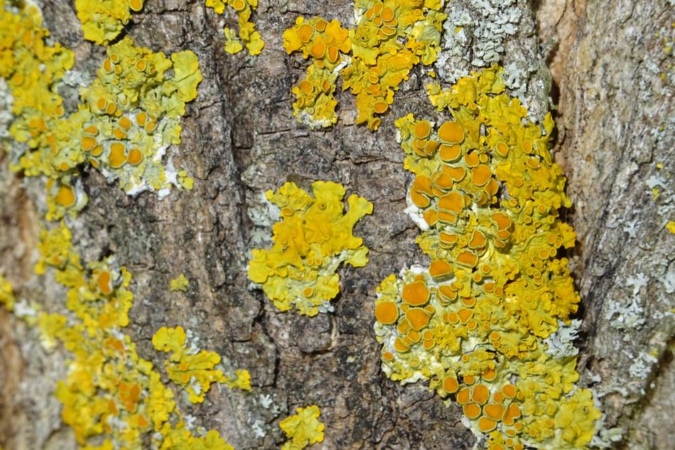 Tree Infestation Close Up