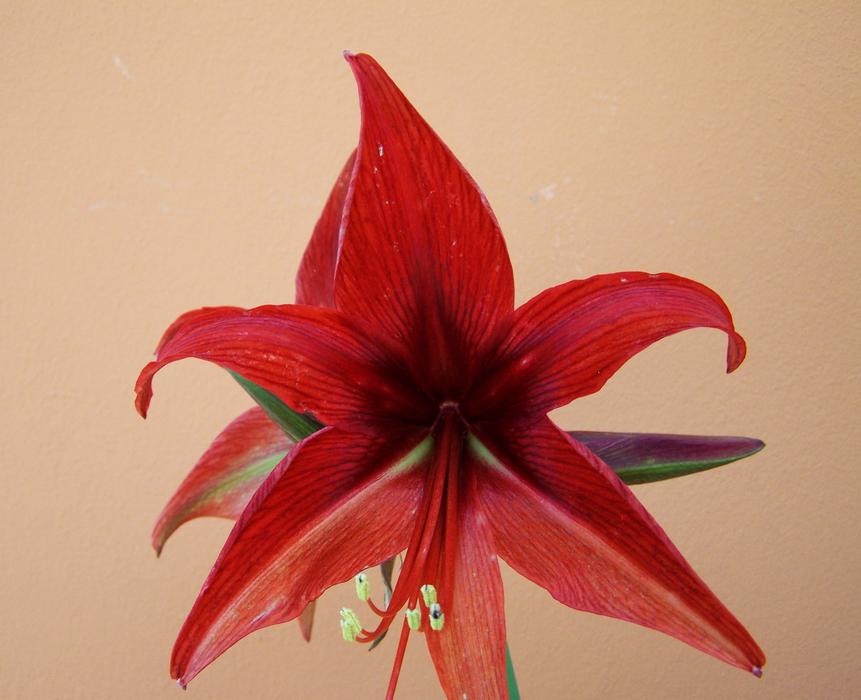 Amaryllis Cone Inflorescence