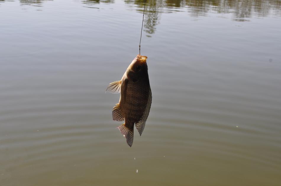 Lake Fish-Pay Fishing Boat