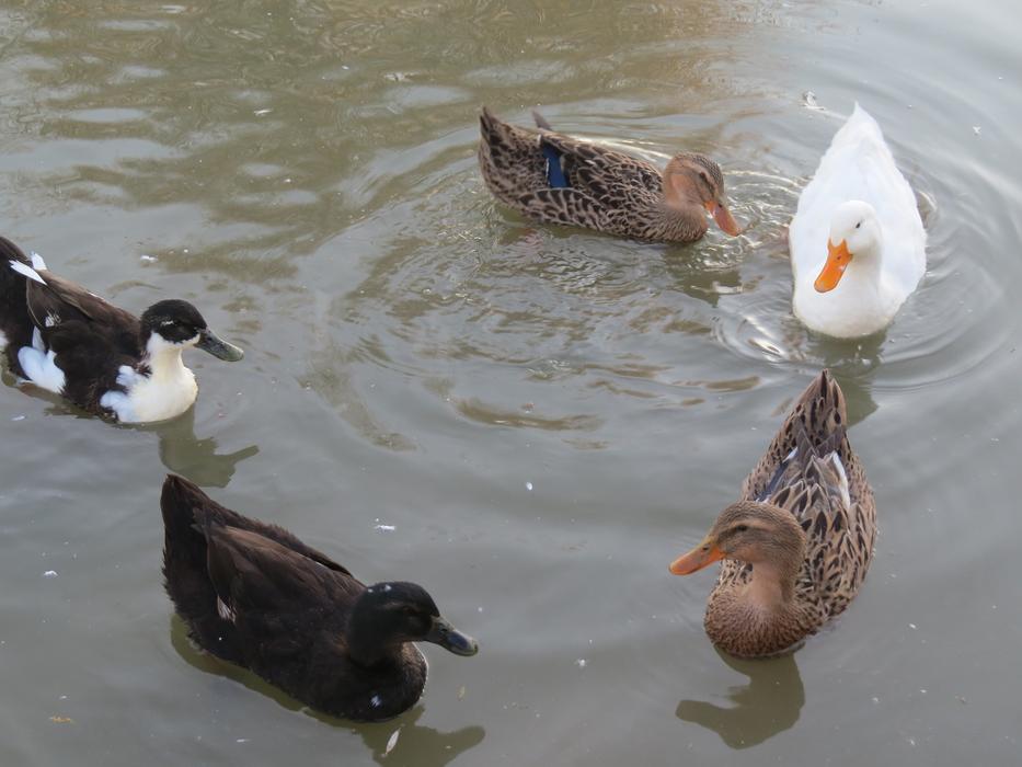 Duck Animals