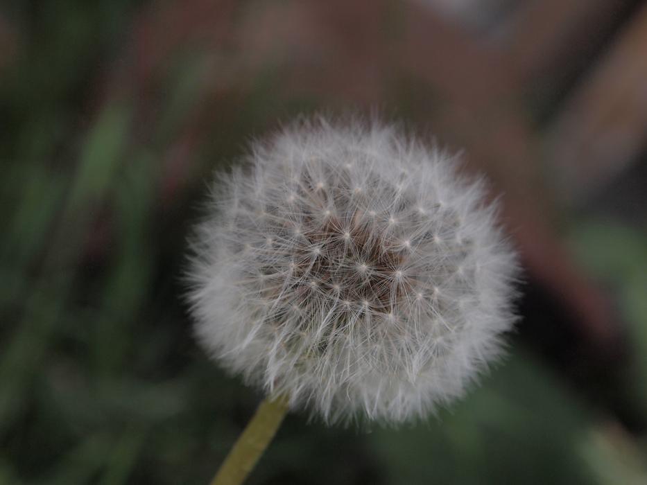 Dandelion Garden Meadow Grassland