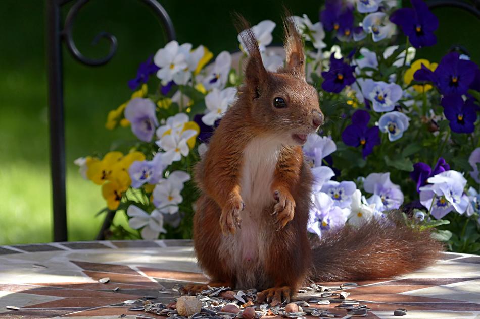 Animal Rodent Squirrel and flowers