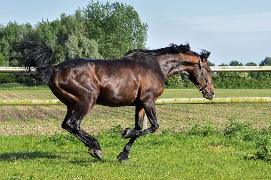 Horse Grass Run