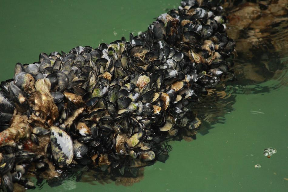 Sea Mussels