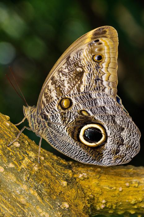 Nymphalidae Edelfalter Owl