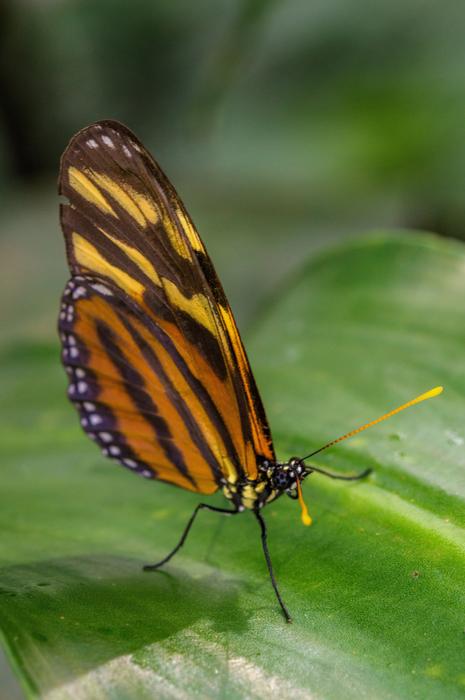 Note-Passion Butterfly