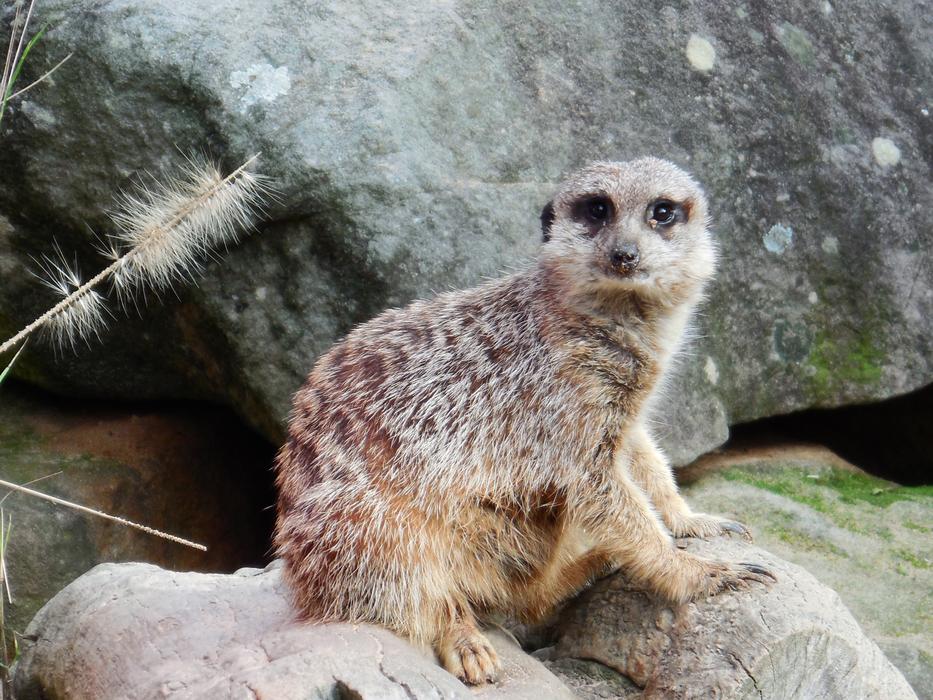 Meercat Timon Cute