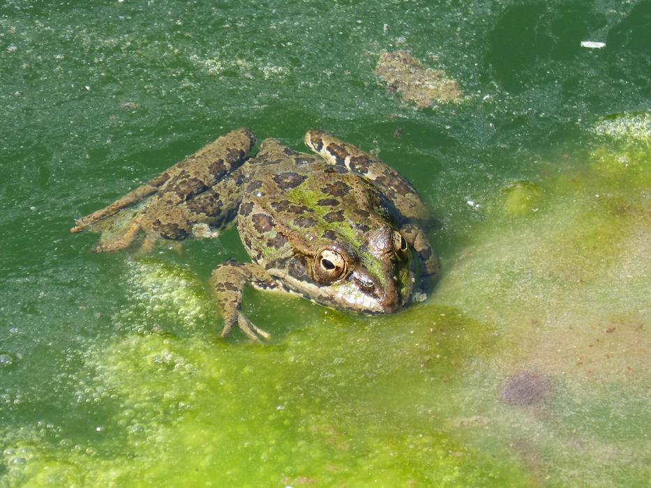 big frog in a pond